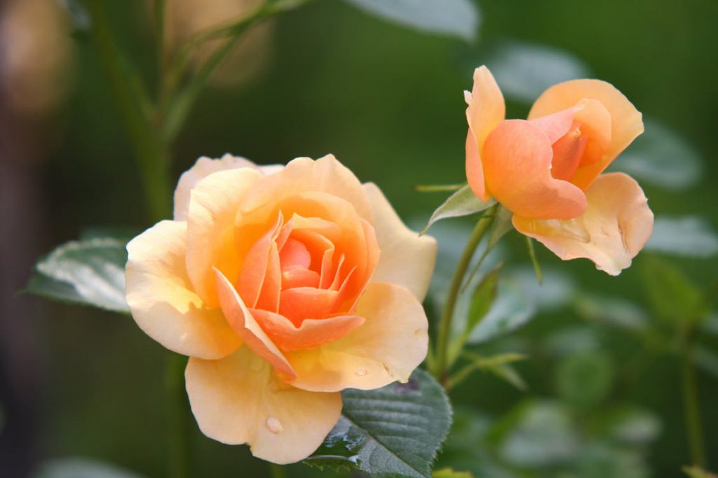 rose-flower-blossom-bloom-39517