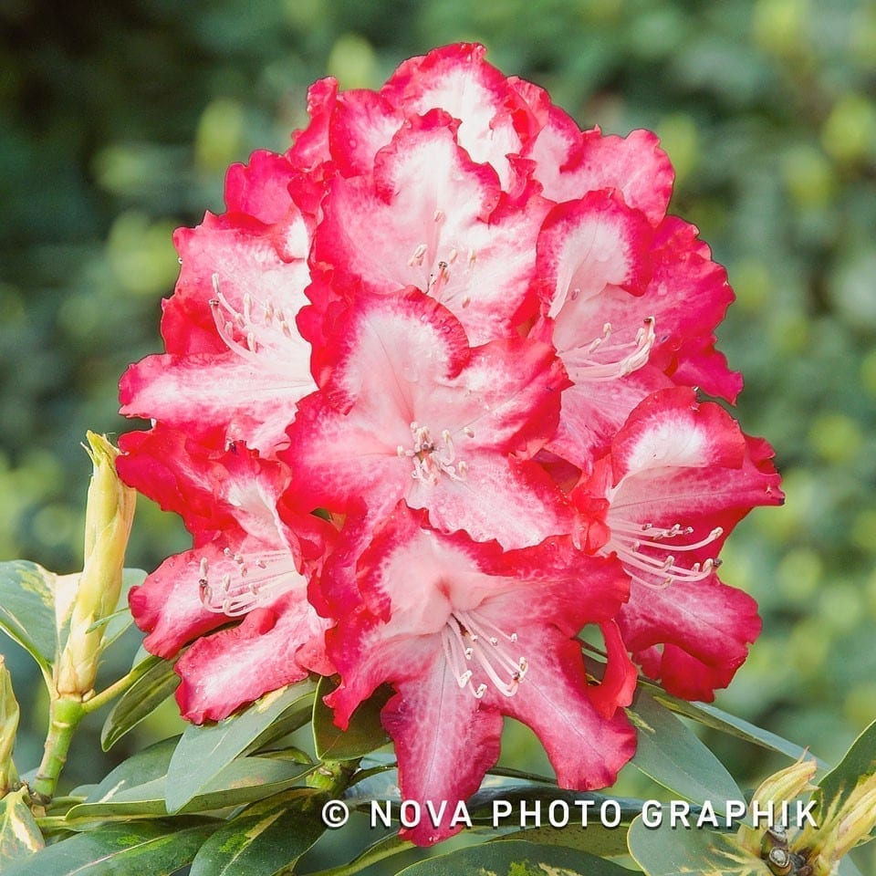 Braspenning-Groep-Rhododendron-groot_bloem