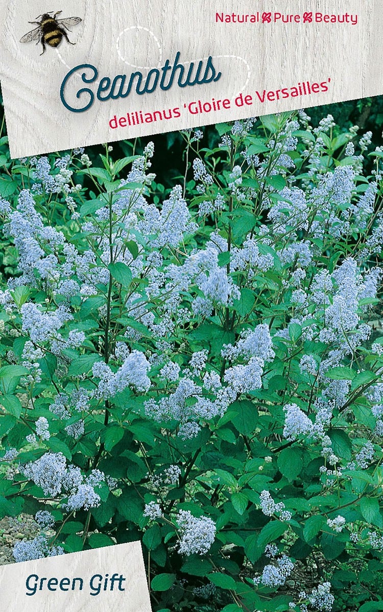 Ceanothus delilianus ‘Gloire de Versailles’