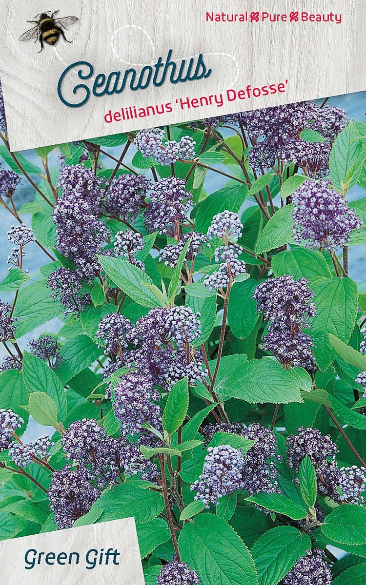 Ceanothus delilianus ‘Henry Defosse’