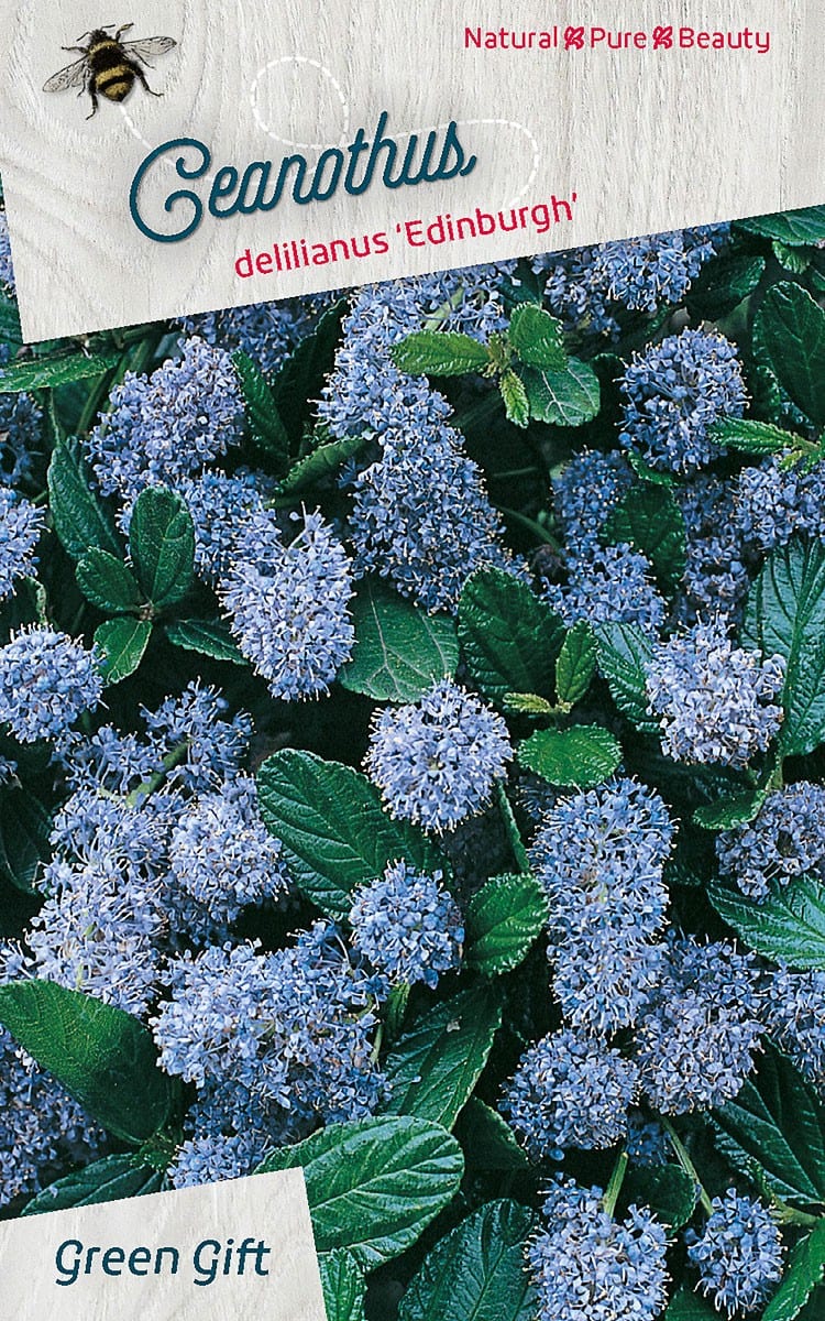 Ceanothus delilianus ‘Edinburgh’