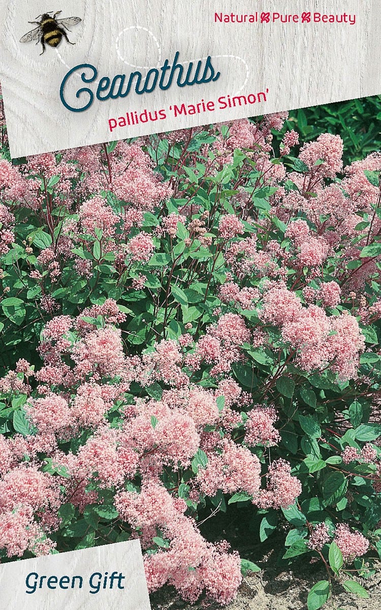 Ceanothus pallidus ‘Marie Simon’