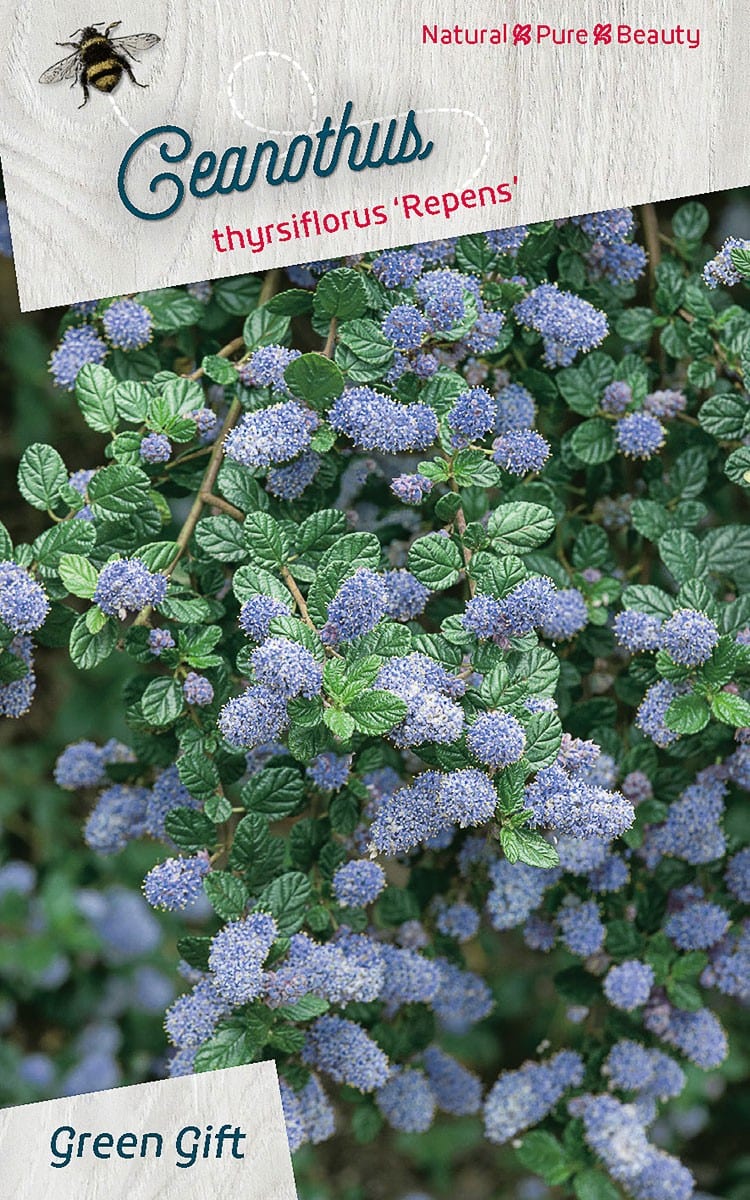 Ceanothus thyrsiflorus ‘Repens’