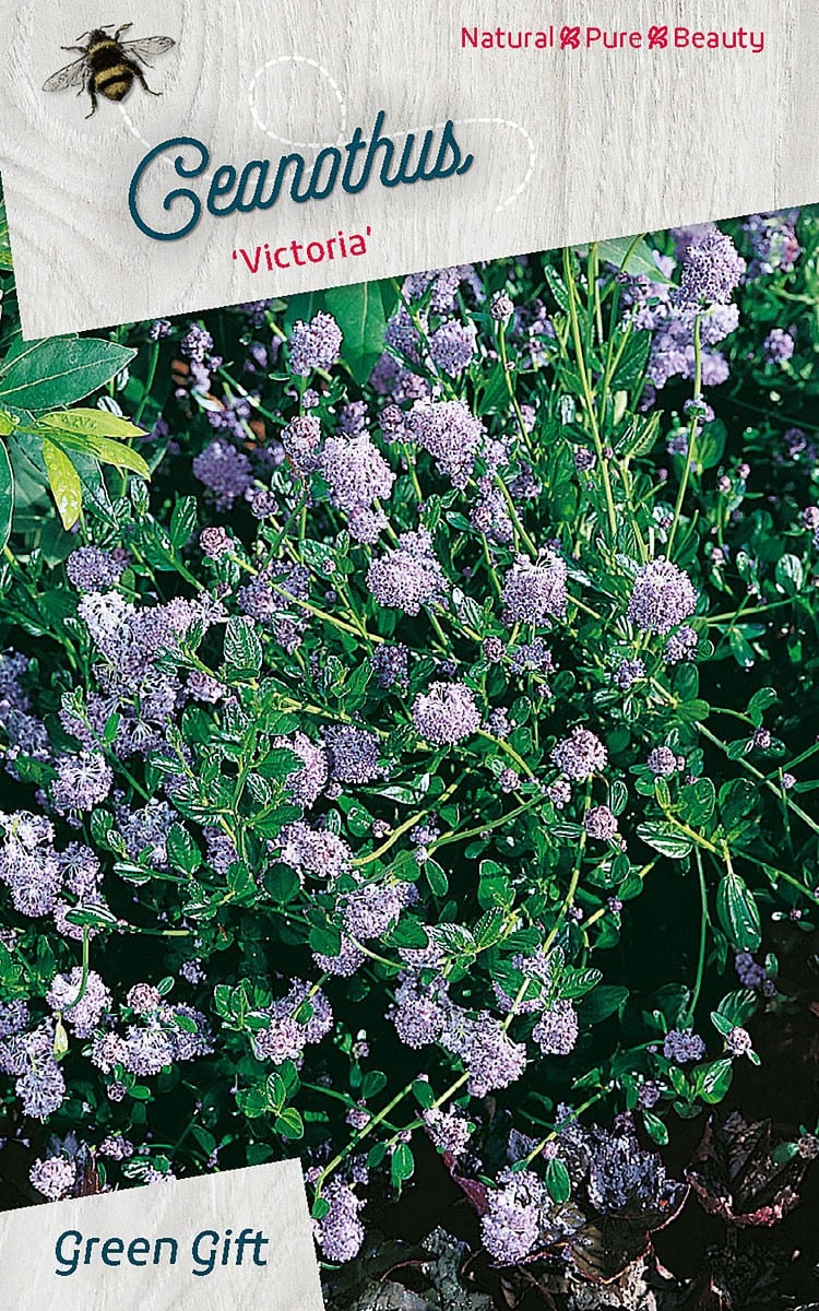 Ceanothus ‘Victoria’