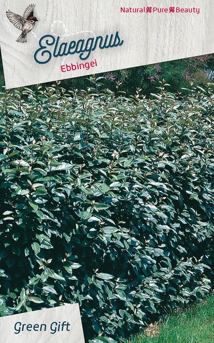 Elaeagnus Ebbingei