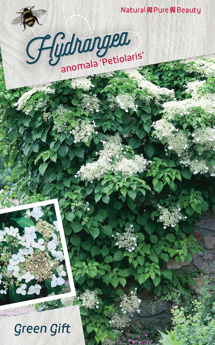 Hydrangea anomala ‘Petiolaris’