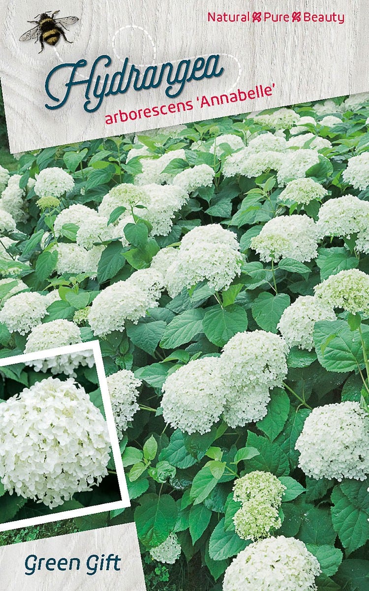 Hydrangea arborescens ‘Annabelle’