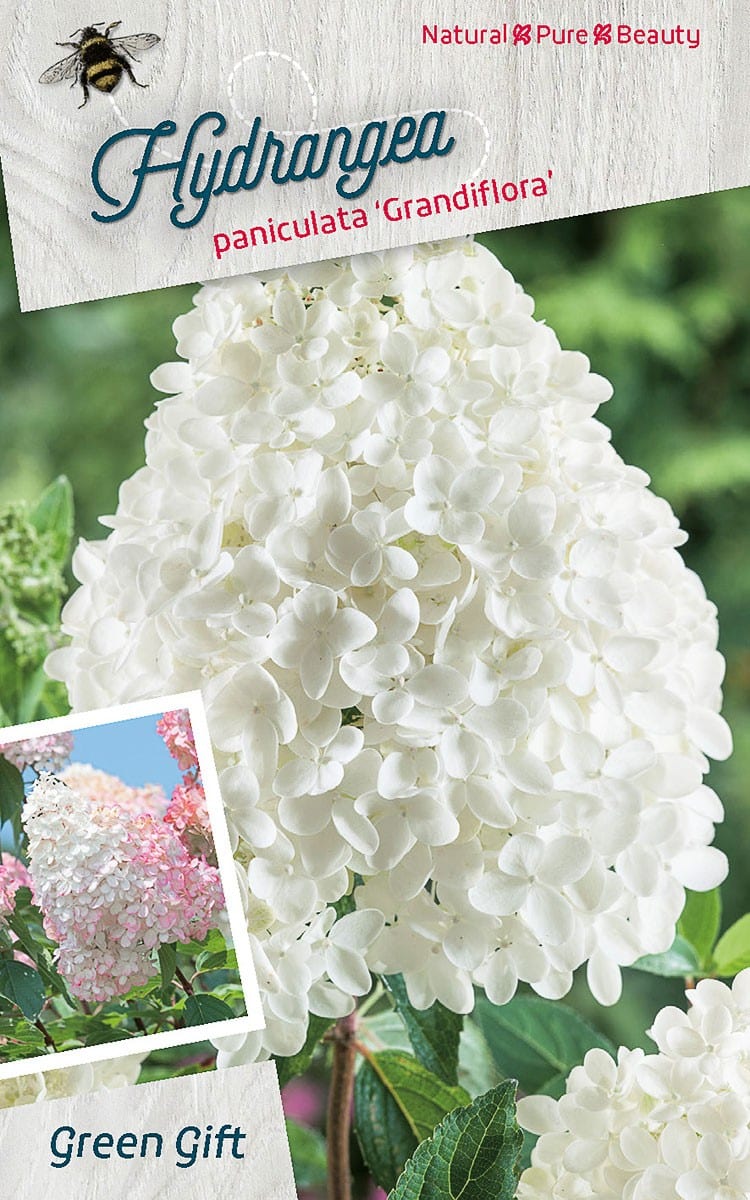 Hydrangea paniculata ‘Grandiflora’