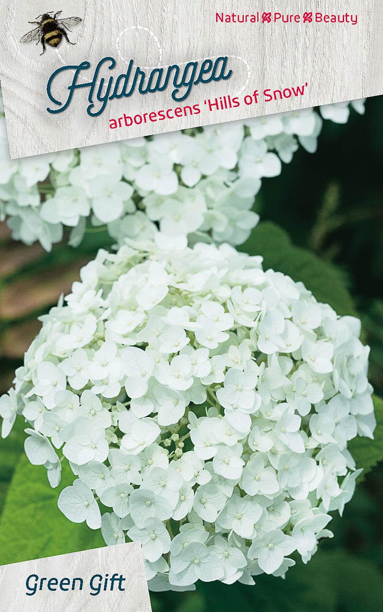 Hydrangea arborescens ‘Hills of Snow’