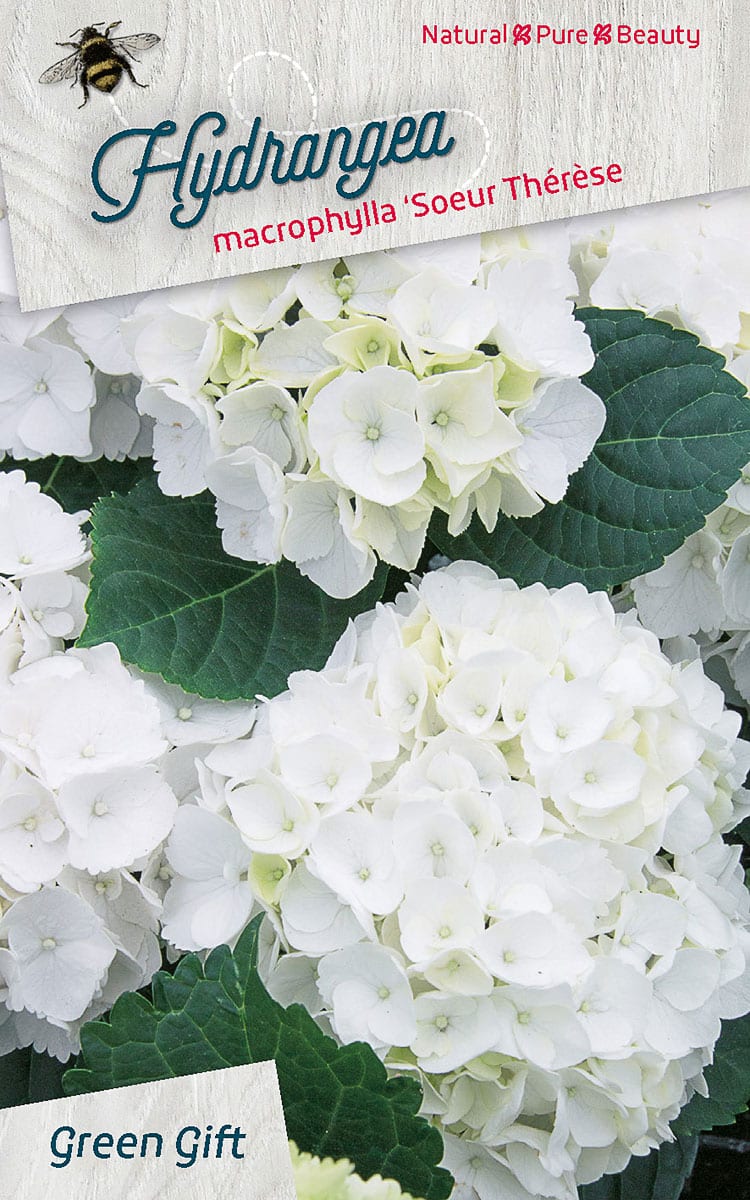 Hydrangea macrophylla ‘Soeur Thérèse
