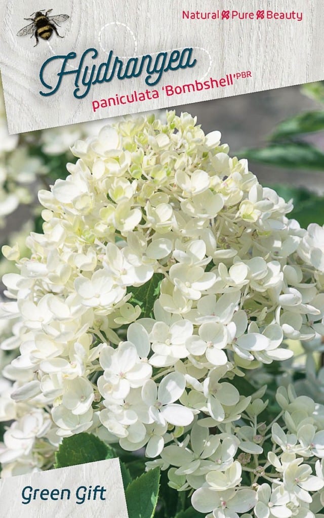 Hydrangea paniculata ‘Bombshell’PBR