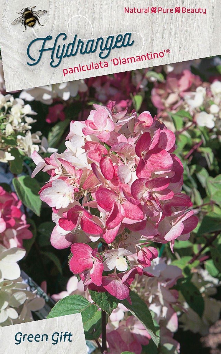 Hydrangea paniculata ‘Diamantino’ (R)