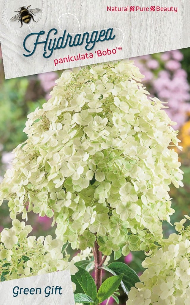 Hydrangea paniculata ‘Bobo’ ®