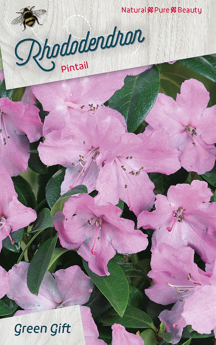 Rhododendron Pintail