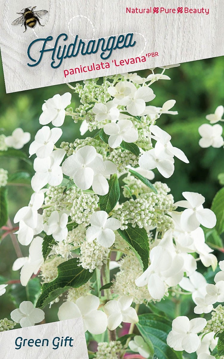 Hydrangea paniculata ‘Levana’pbr