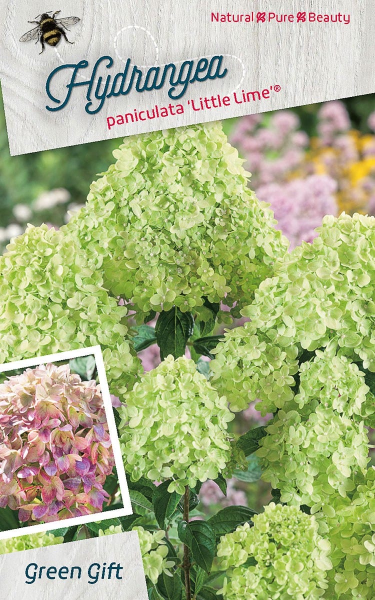 Hydrangea paniculata ‘Little Lime’ ®