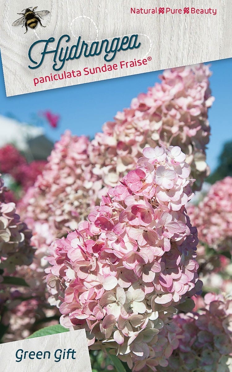 Hydrangea paniculata Sundae Fraise(R)