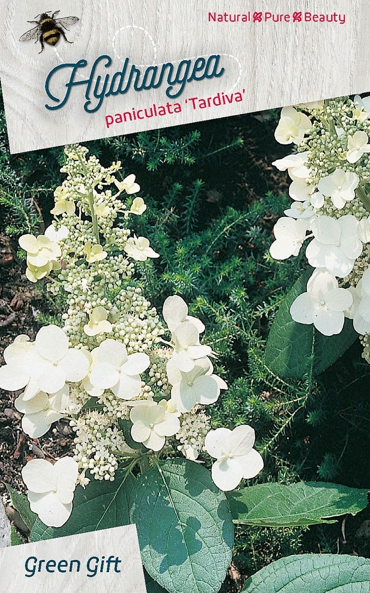 Hydrangea paniculata ‘Tardiva’
