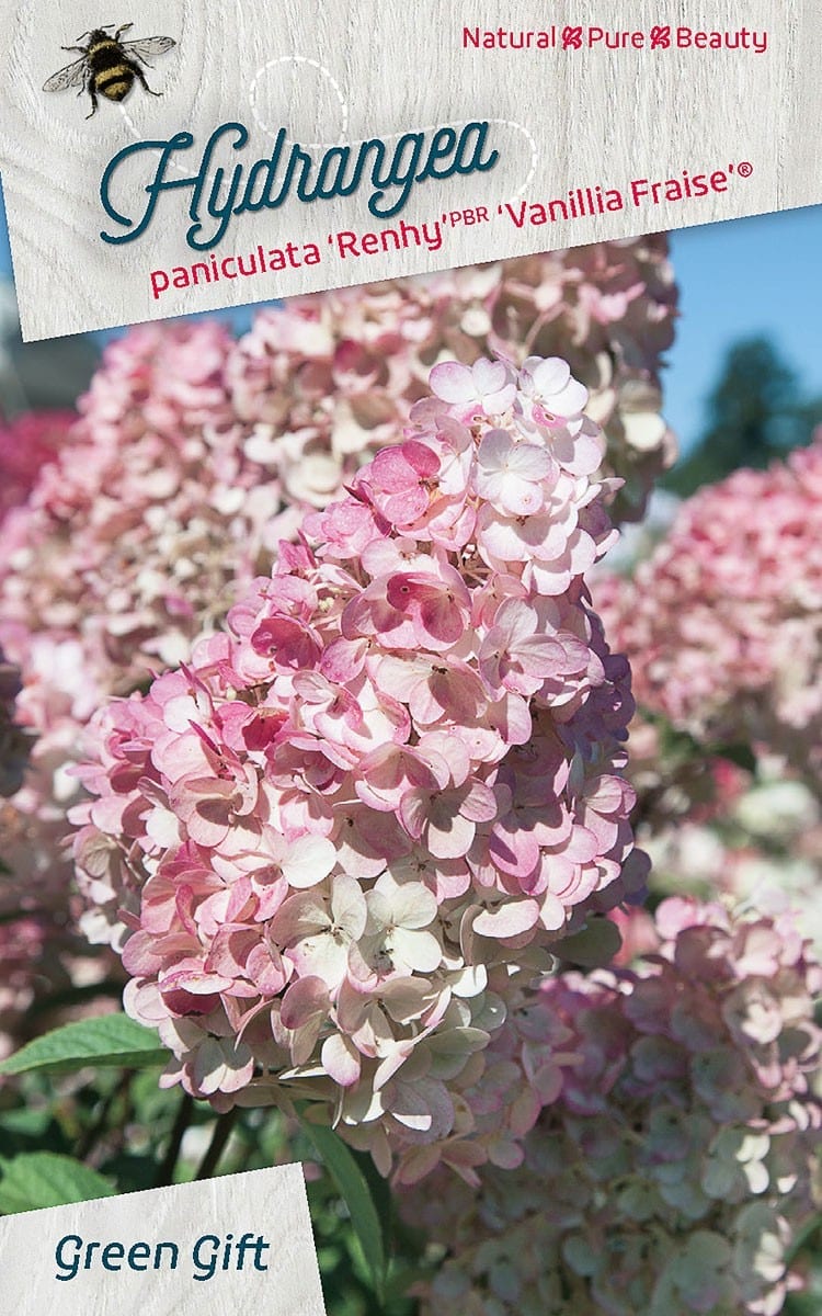 Hydrangea paniculata ‘Renhy’PBR ‘Vanillia Fraise’(R)