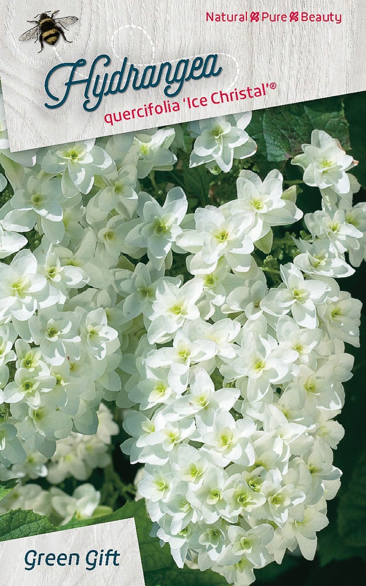 Hydrangea quercifolia ‘Ice Christal’ (R)