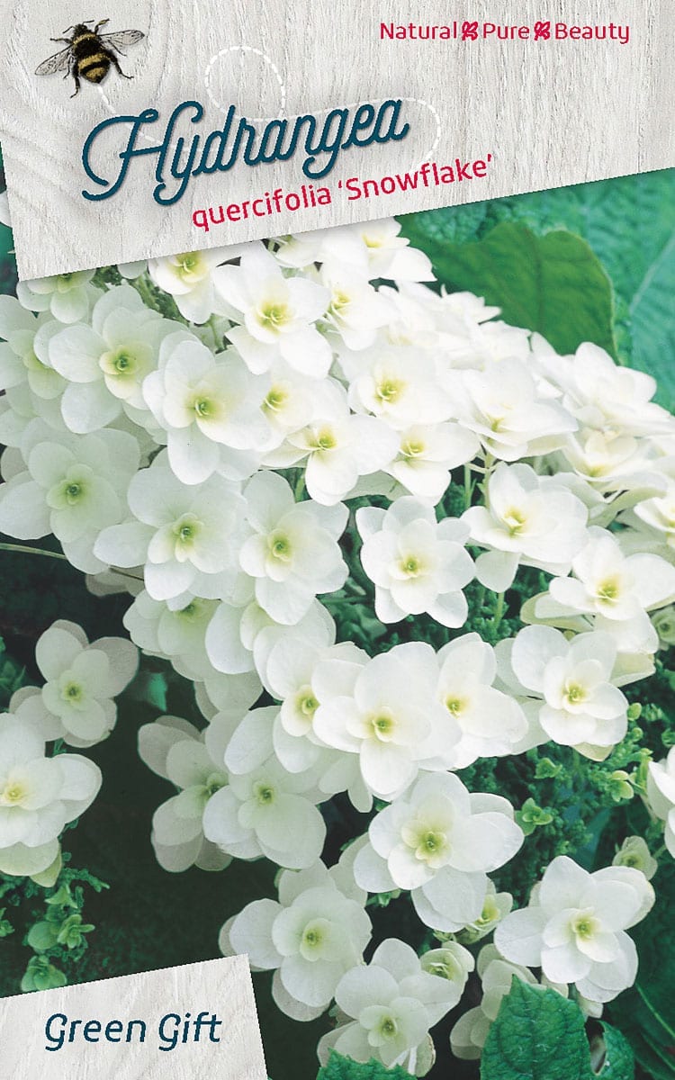 Hydrangea quercifolia ‘Snowflake’