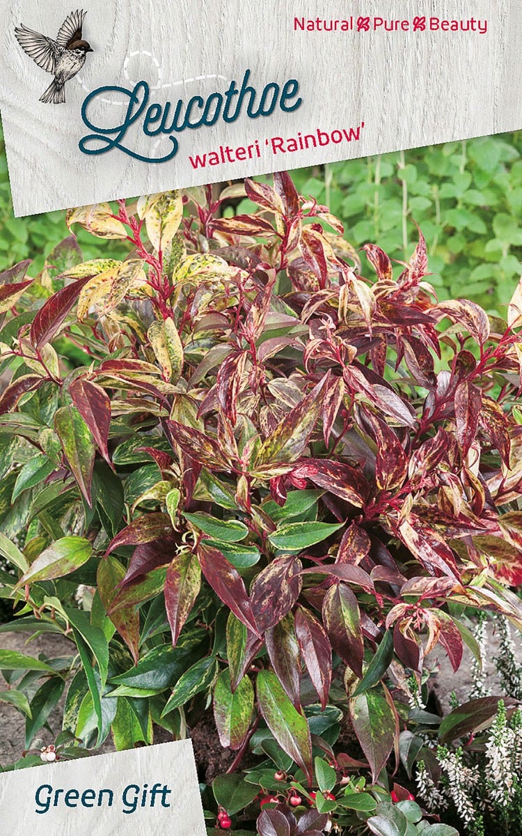 Leucothoe walteri ‘Rainbow’