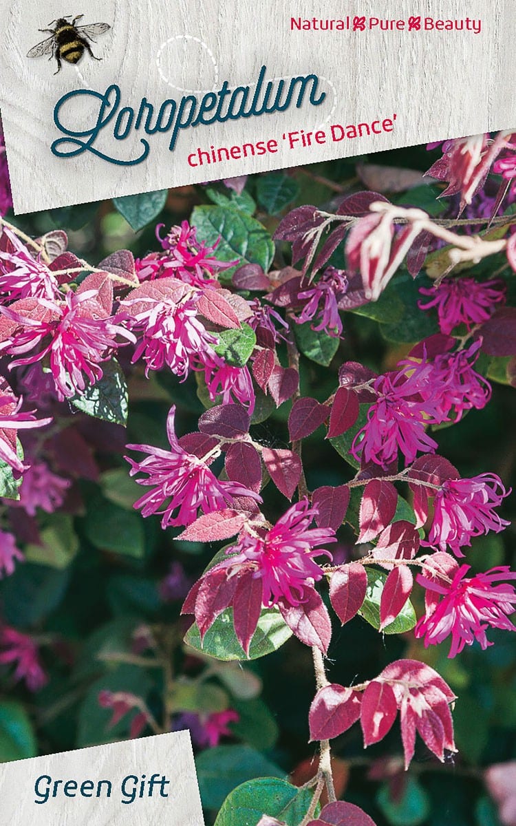 Loropetalum chinense ‘Fire Dance’