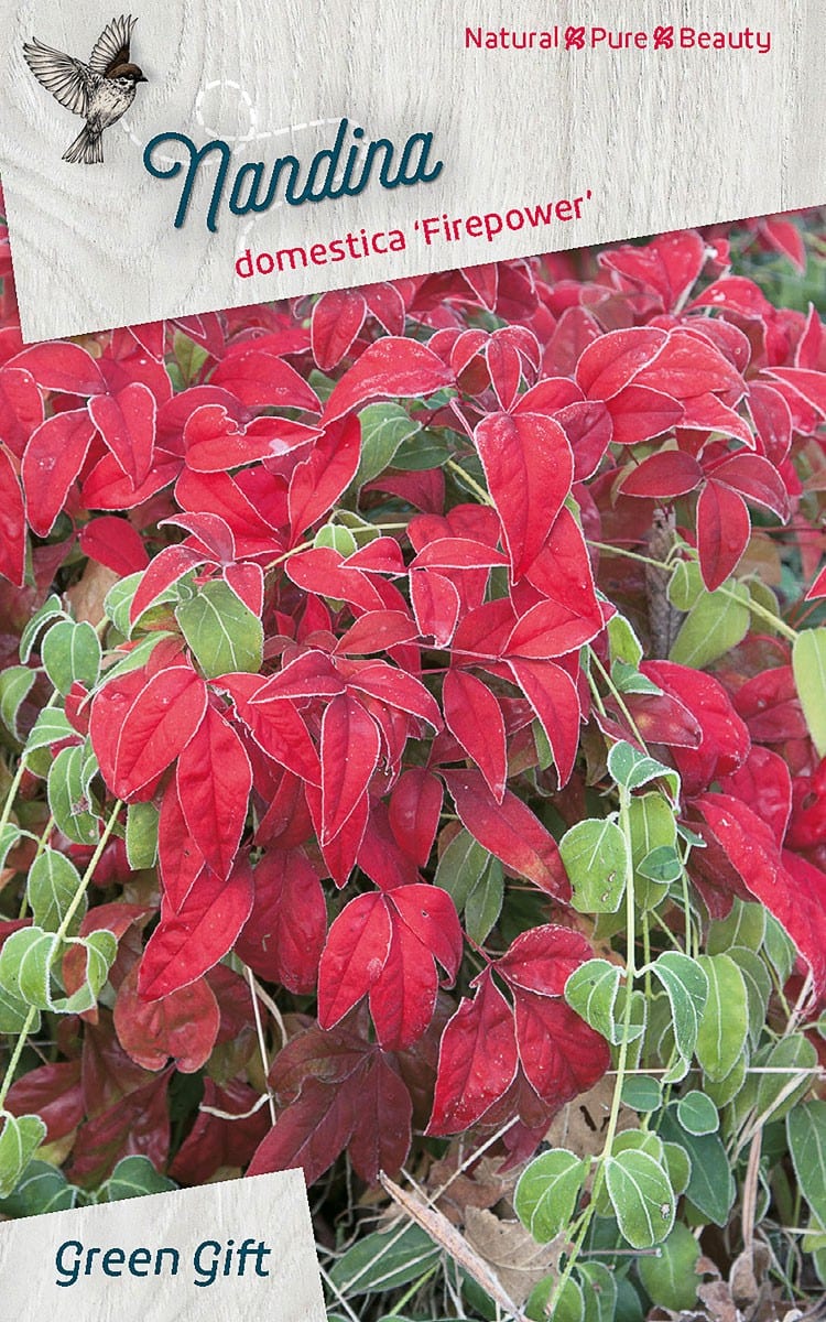 Nandina domestica ‘Firepower’