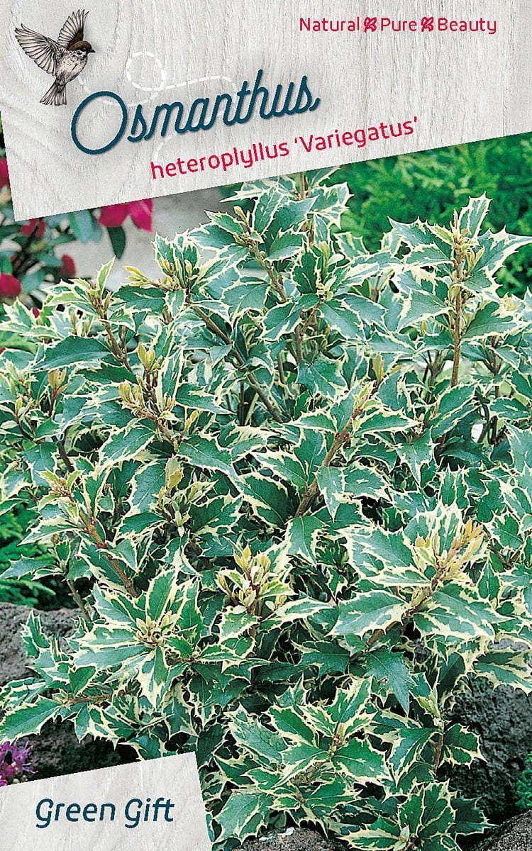 Osmanthus heteroplyllus ‘Variegatus’