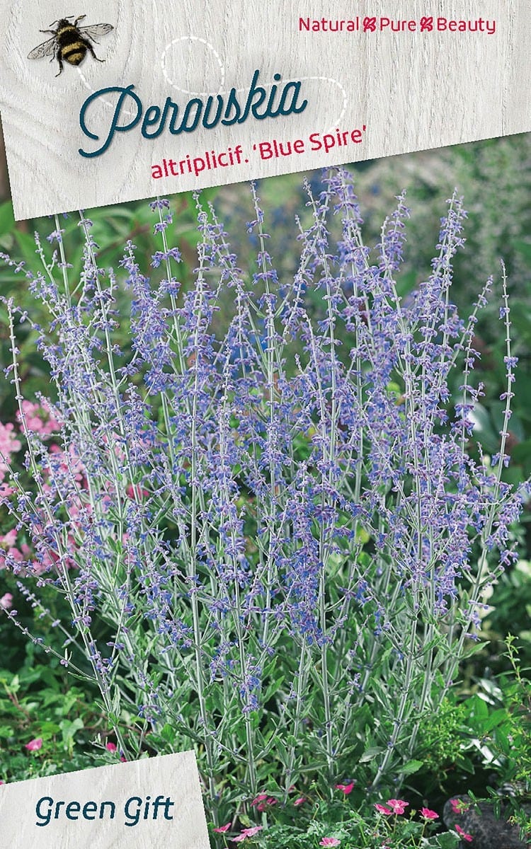 Perovskia altriplicif. ‘Blue Spire’
