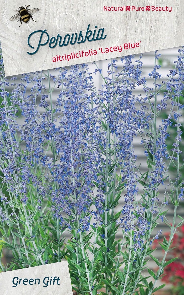 Perovskia atrilicifolia Lacey Blue (‘Lisslitt’PBR)