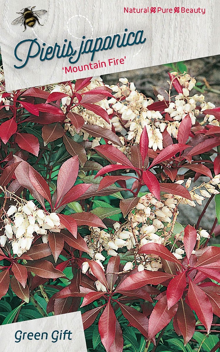 Pieris japonica ‘Mountain Fire’