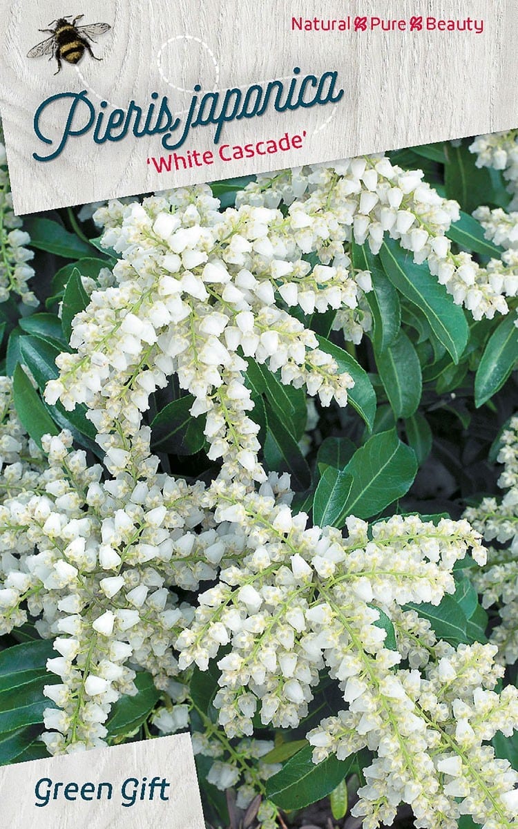 Pieris japonica ‘White Cascade’