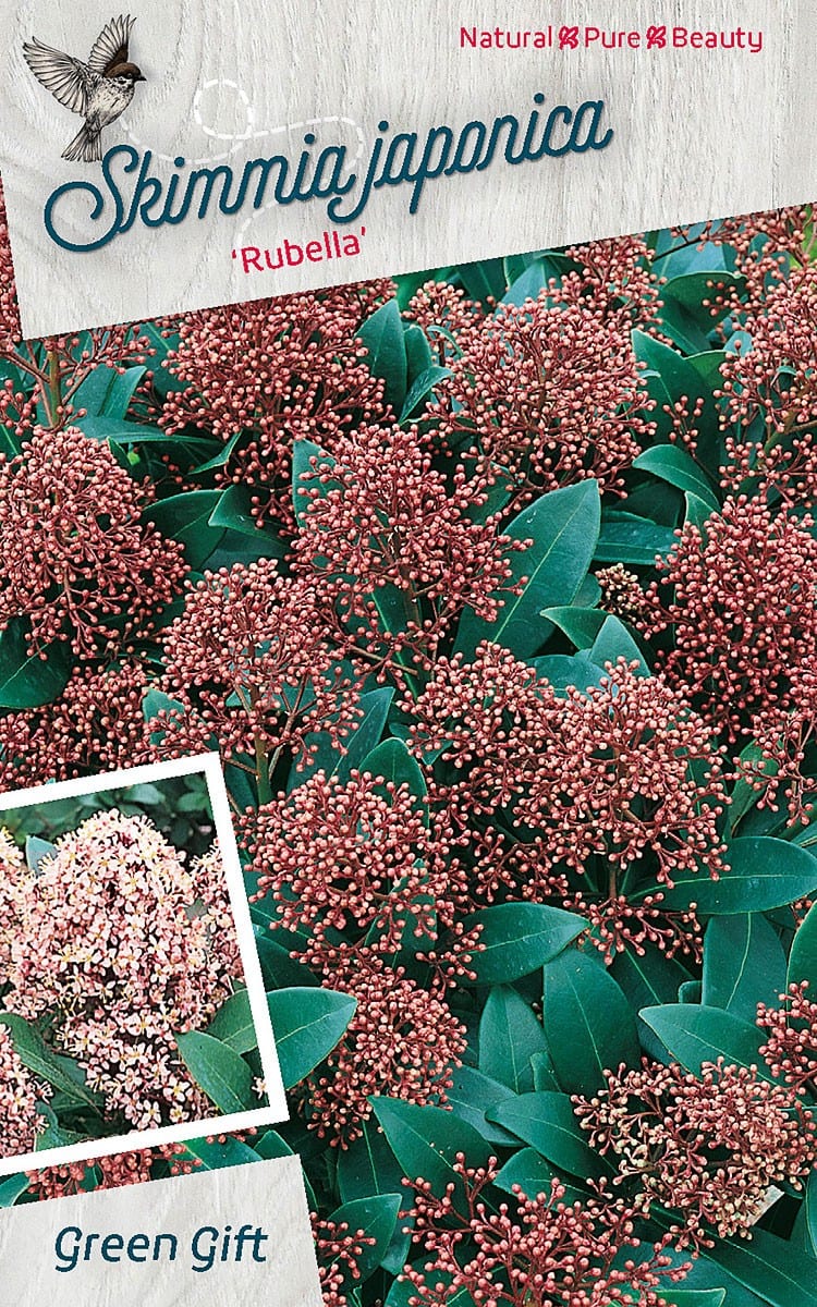 Skimmia japonica ‘Rubella’