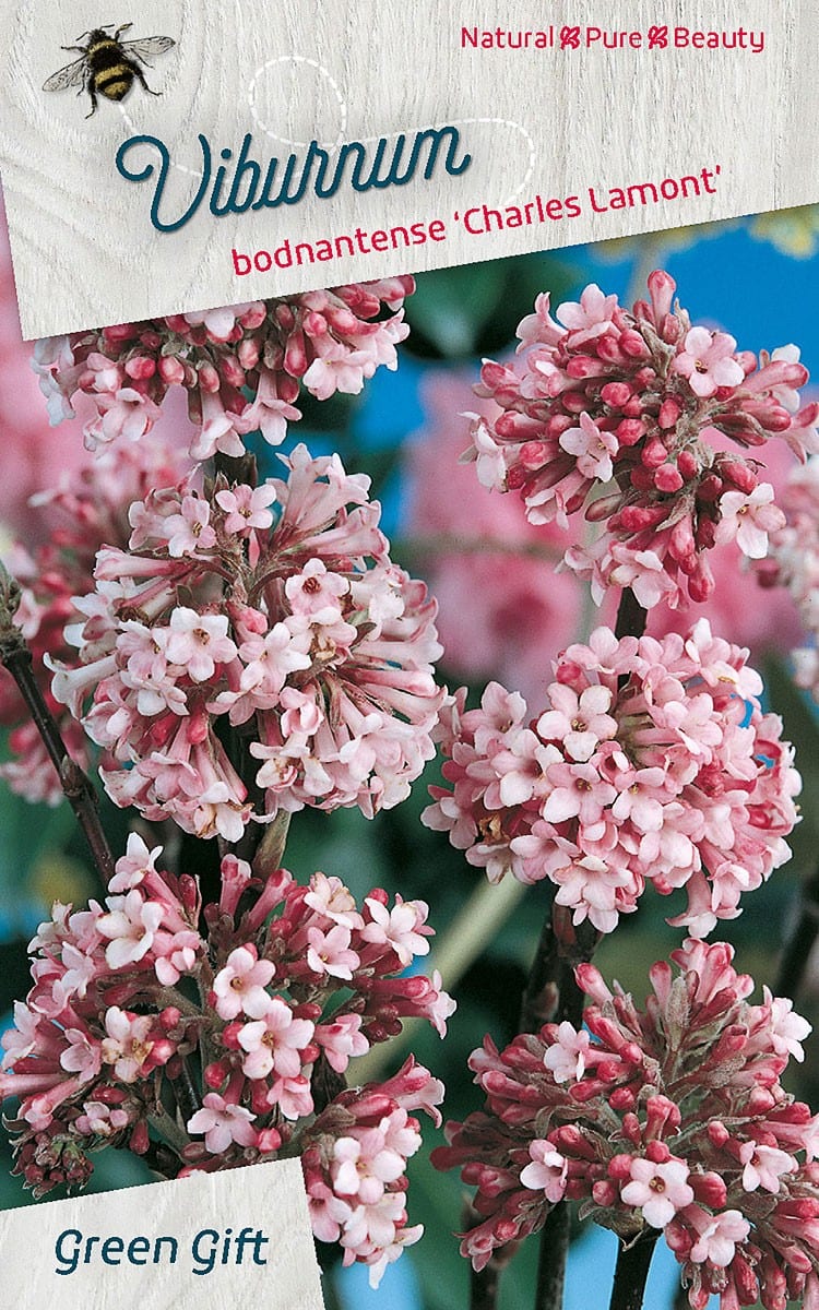 Viburnum bodnantense ‘Charles Lamont’