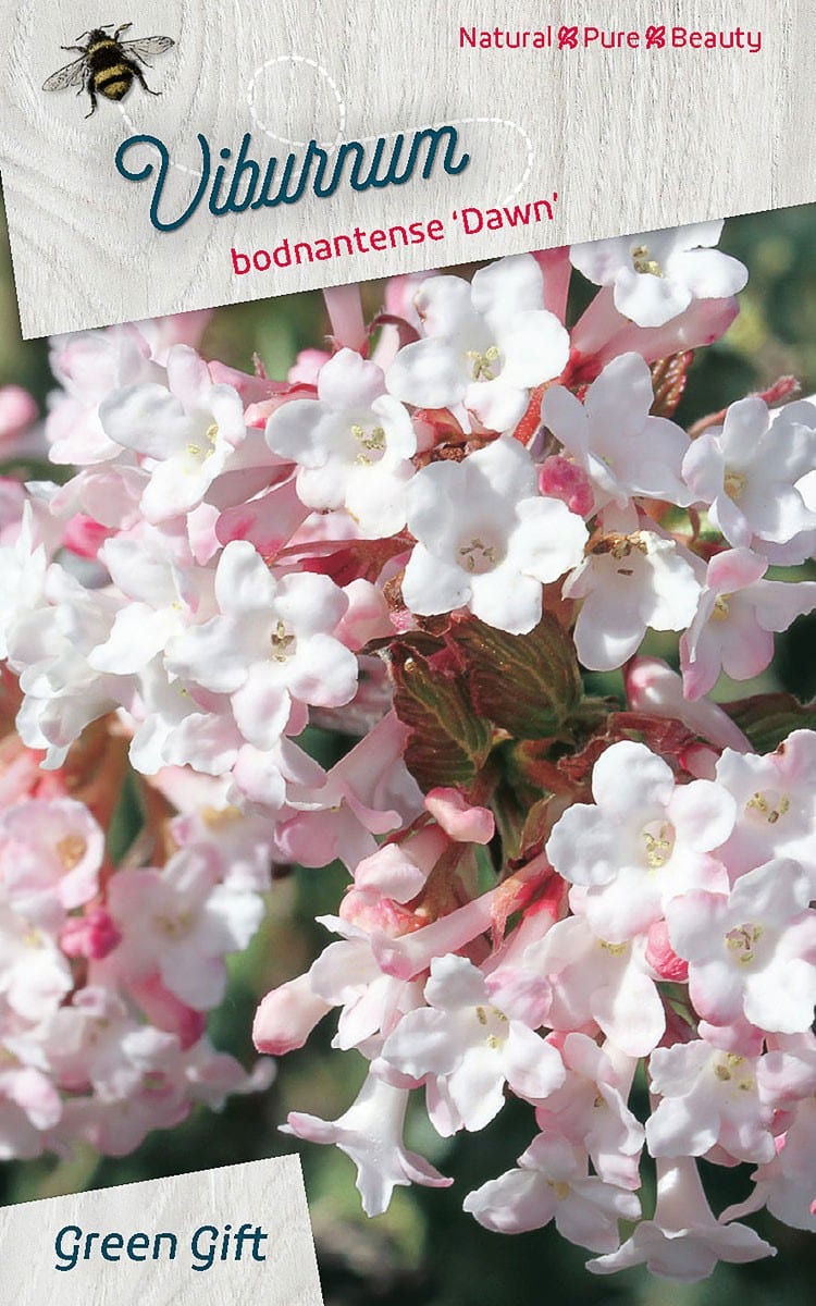 Viburnum bodnantense ‘Dawn’