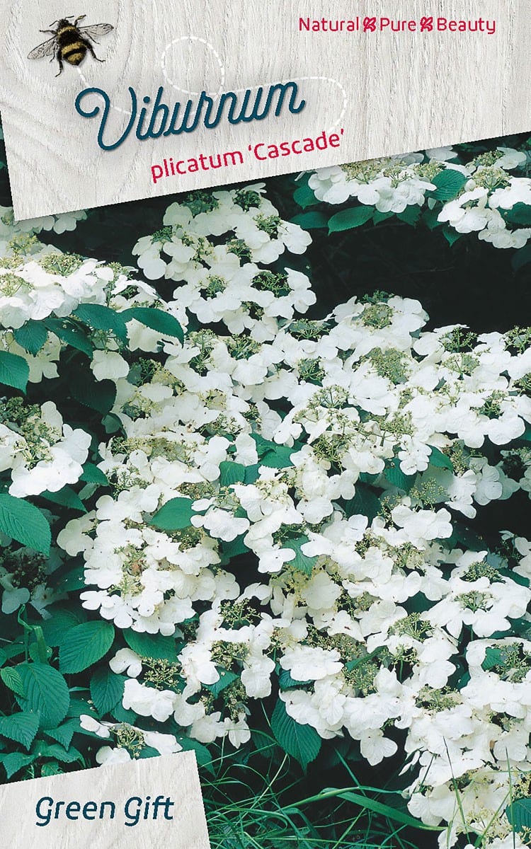 Viburnum plicatum ‘Cascade’