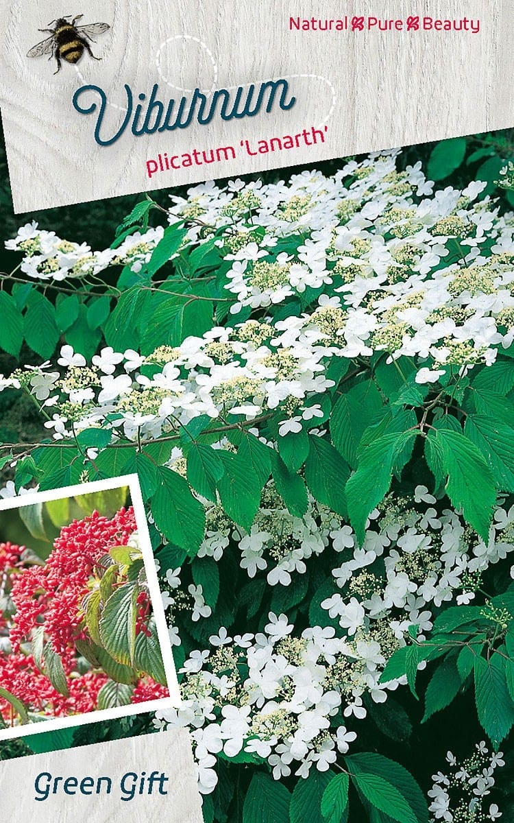 Viburnum plicatum ‘Lanarth’