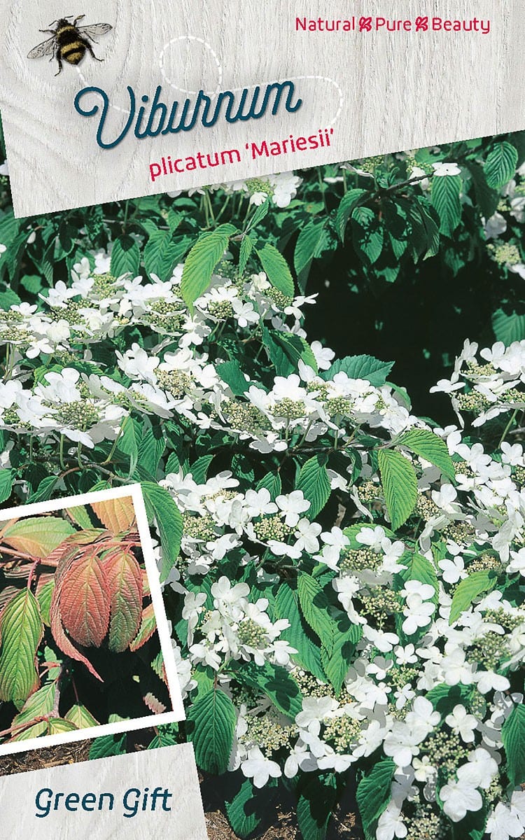 Viburnum plicatum ‘Mariesii’