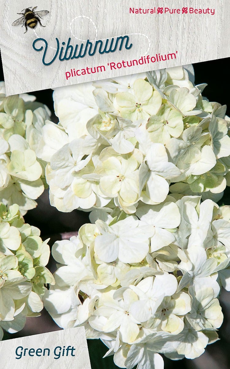 Viburnum plicatum ‘Rotundifolium’