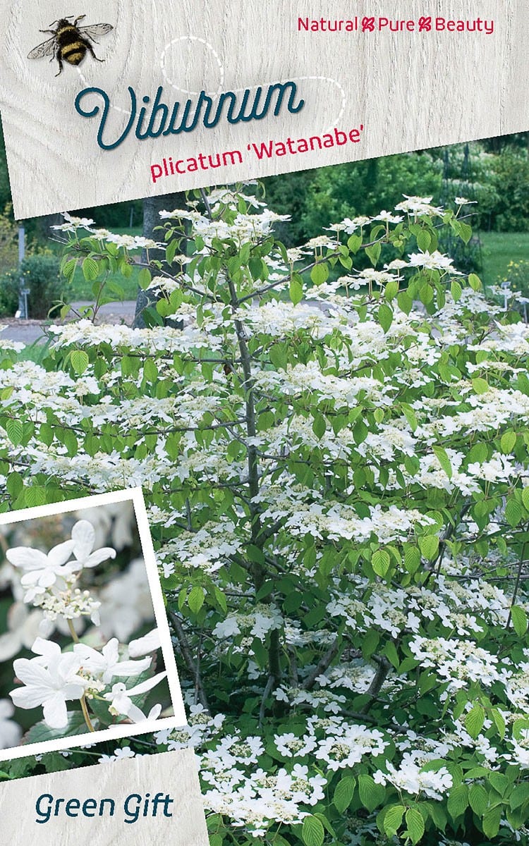 Viburnum plicatum ‘Watanabe’