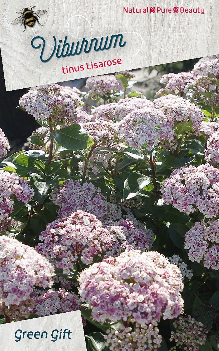 Viburnum tinus Lisarose ‘Loren’(PBR)