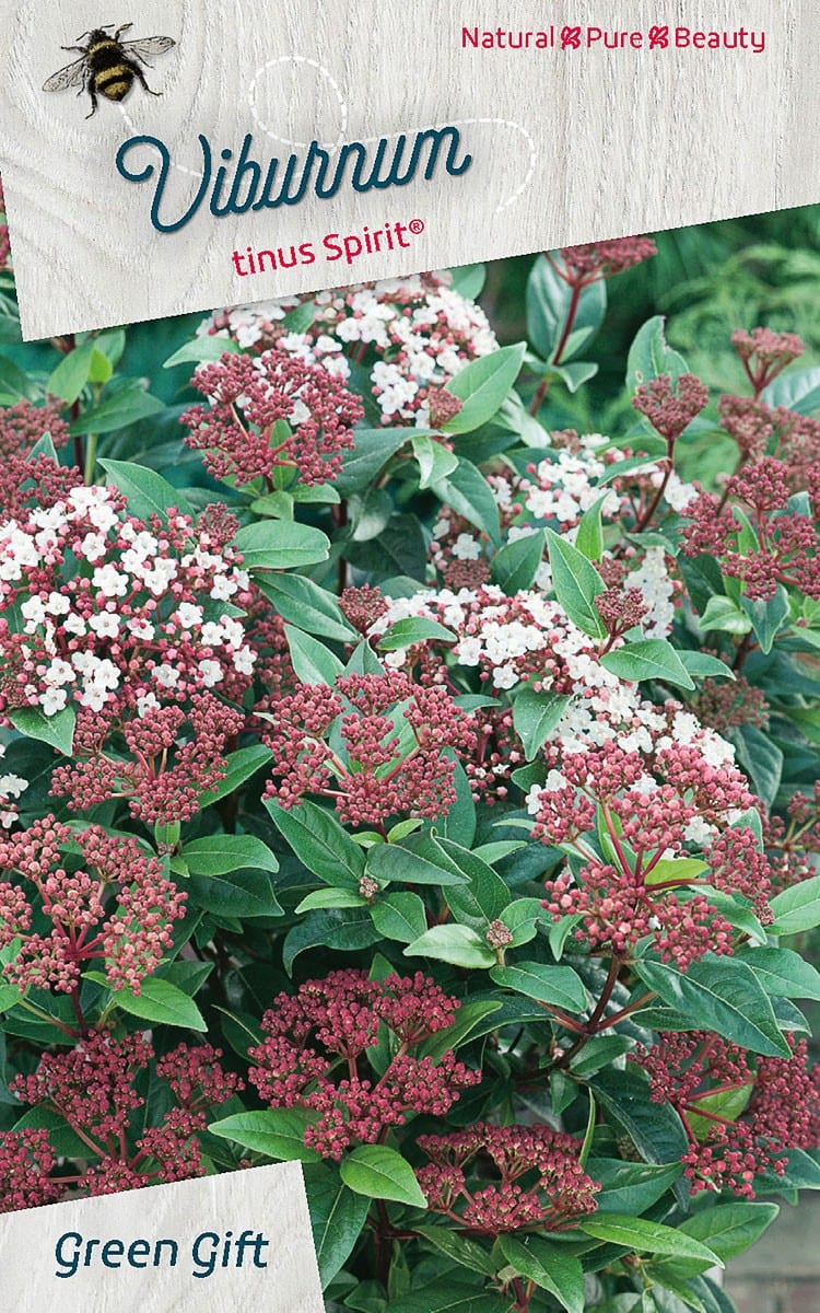Viburnum tinus Spirit(R) (‘Anvi’PBR)