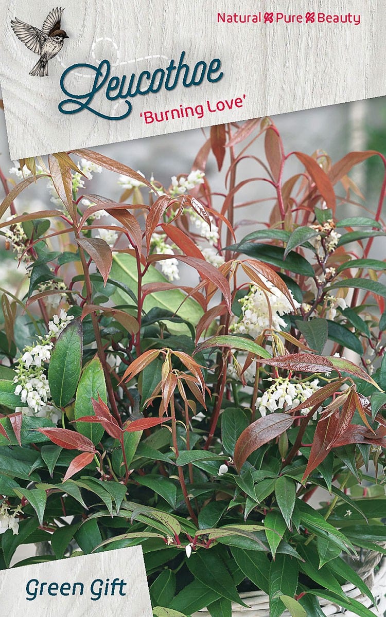 Leucothoe Burning Love’