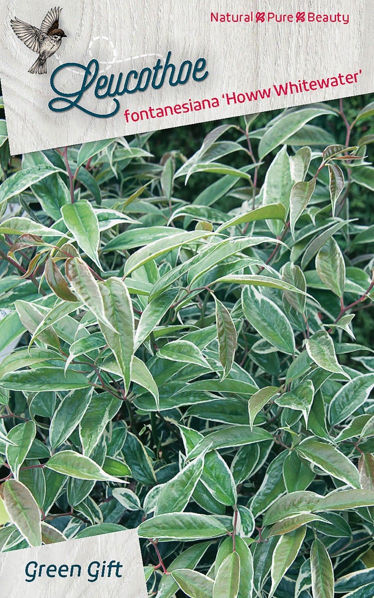 Leucothoe fontanesiana ‘Howw Whitewater’