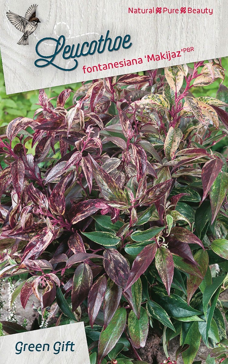 Leucothoe fontanesiana ‘Makijaz’PBR