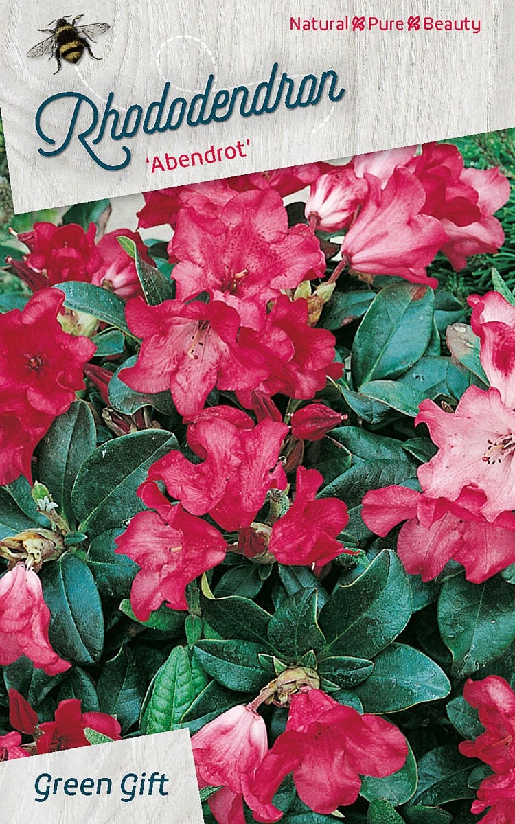 Rhododendron ‘Abendrot’