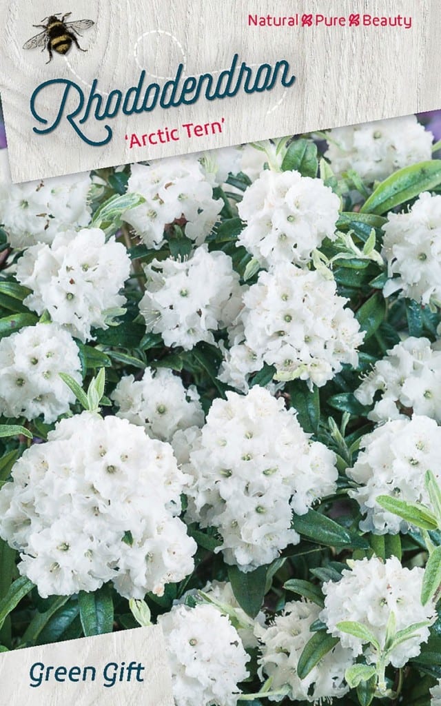 Rhododendron ‘Arctic Tern’