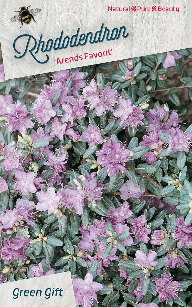 Rhododendron ‘Arends Favorit’