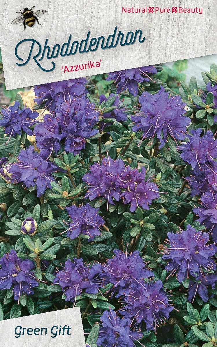 Rhododendron ‘Azzurika’